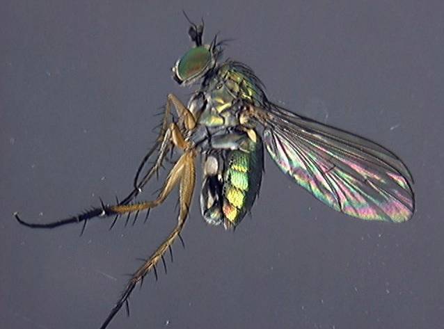 Dolichopus griseipennis